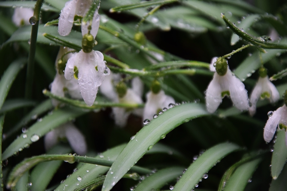 Natureza floresta florescer plantar