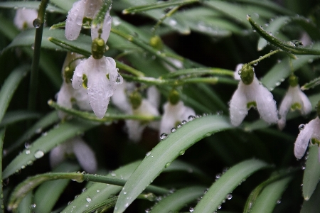 Nature forest blossom plant Photo