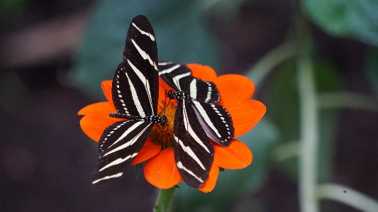 Nature wing plant photography Photo