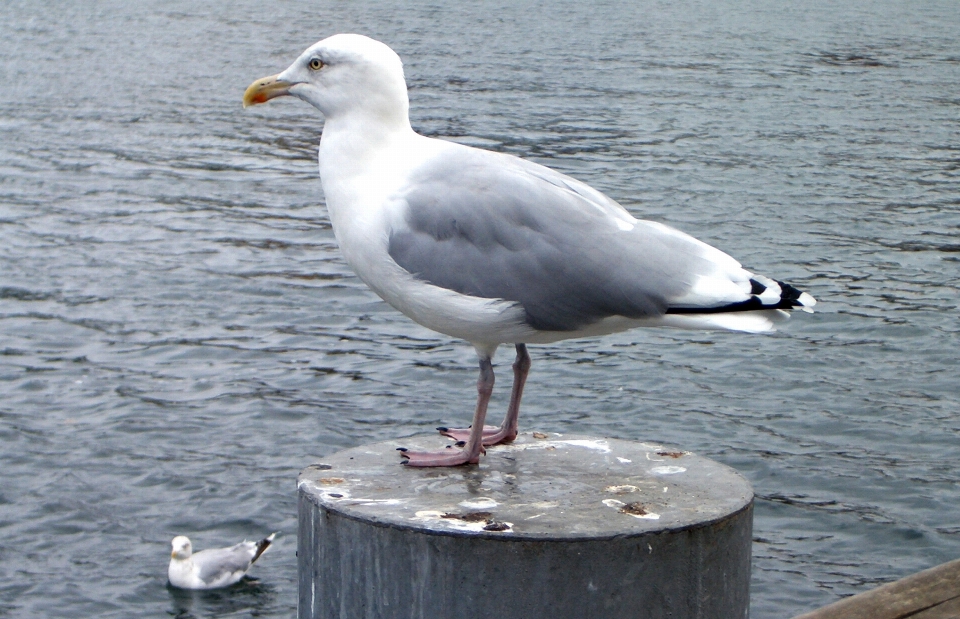 Mare acqua uccello marino
