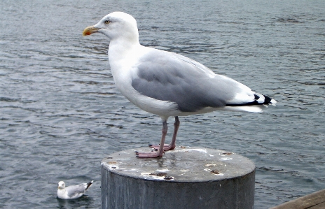 海 水 鳥 海鳥
 写真