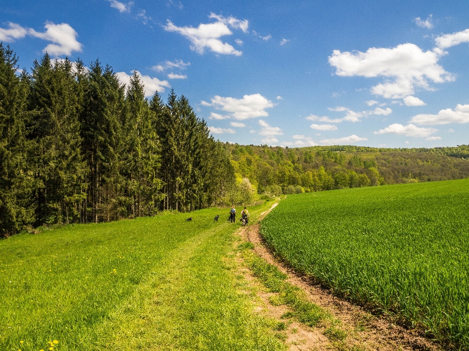 Landscape nature forest grass