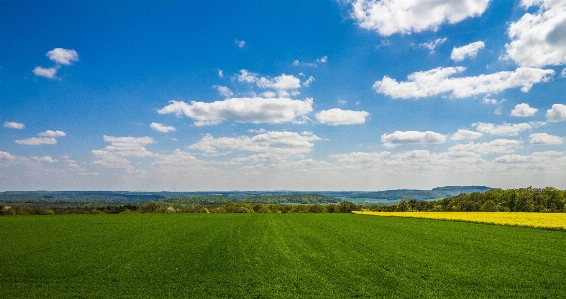 Landscape nature forest grass Photo