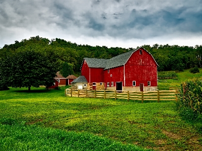 Landscape nature forest grass Photo