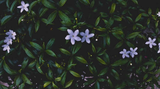 ブランチ 花 植物 葉 写真