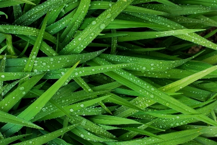 Grass dew plant lawn Photo