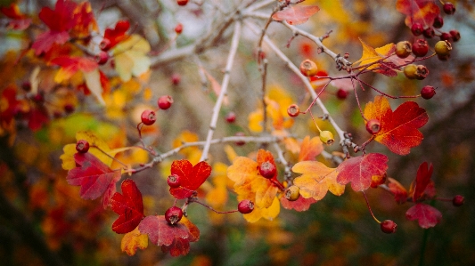 Tree nature branch blossom Photo