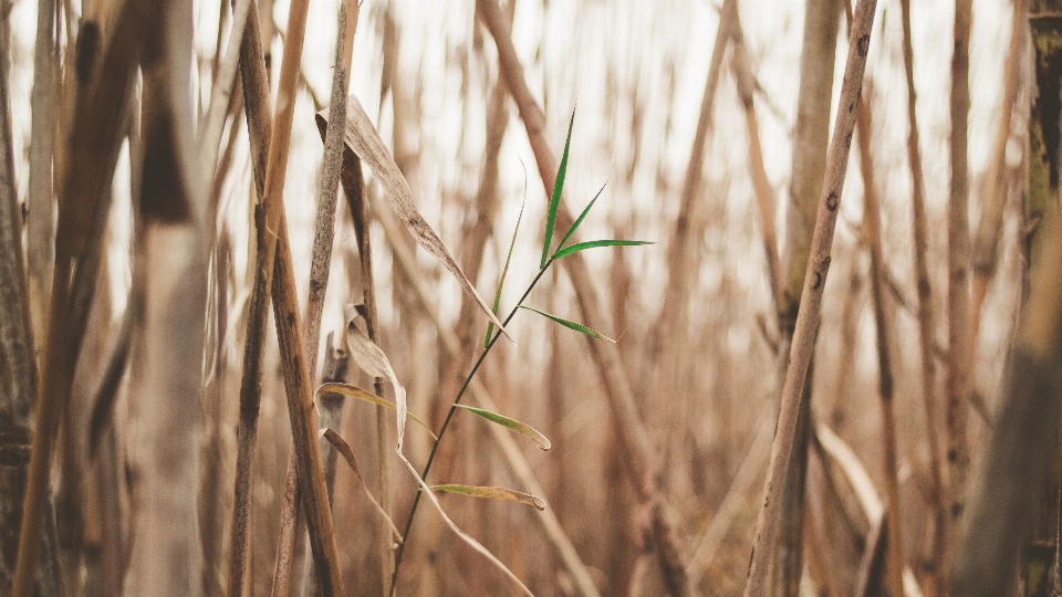 Natura erba ramo gocciolare