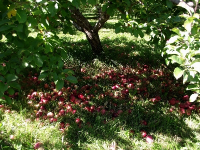 Photo Arbre nature fleurir usine