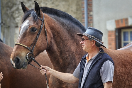 Horse rein stallion mane Photo