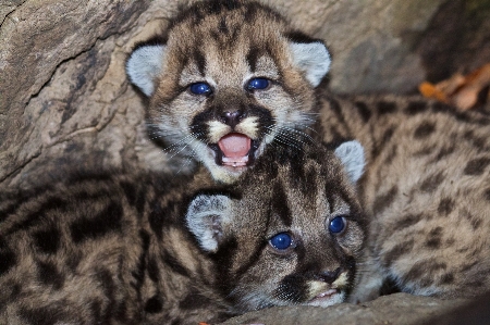 Foto Natura carino animali selvatici giovane