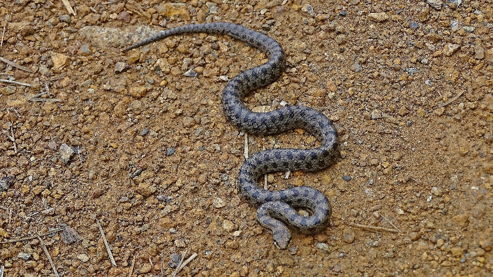 Pista fauna silvestre suelo reptil