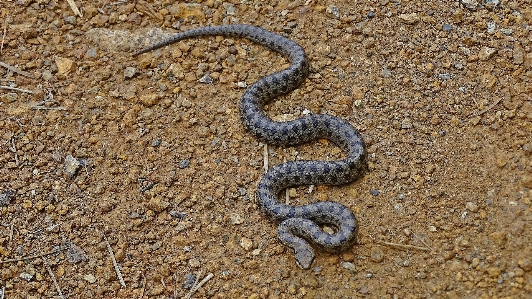 Track wildlife soil reptile Photo