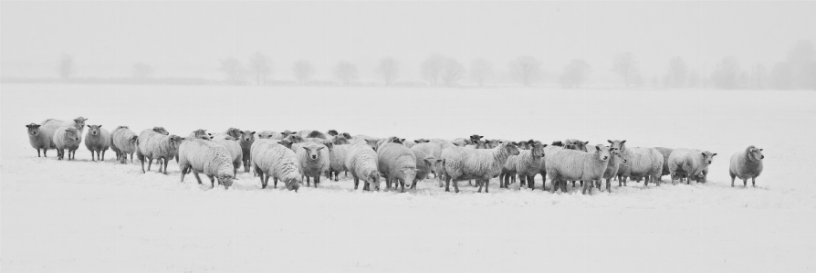 Natur schnee kalt winter Foto