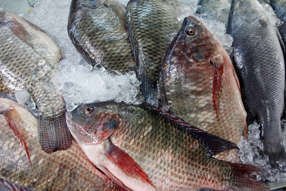 Laut makanan merah penangkapan ikan