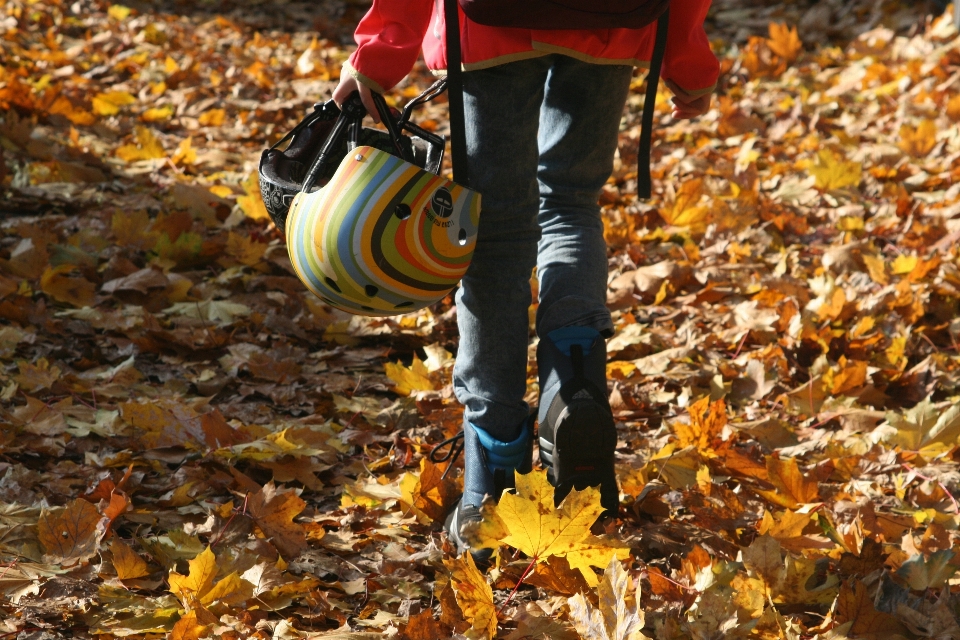 Foresta foglia camminare autunno