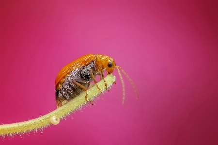 Foto Alam fotografi bunga daun