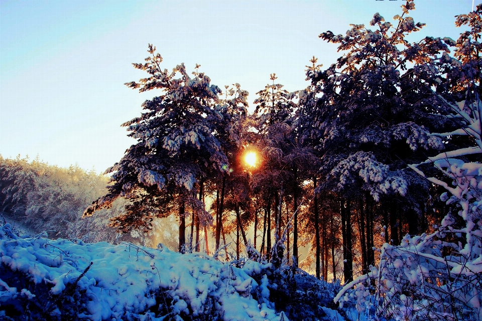 árbol bosque rama nieve