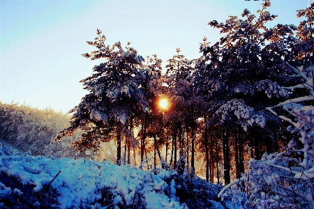 Tree forest branch snow Photo