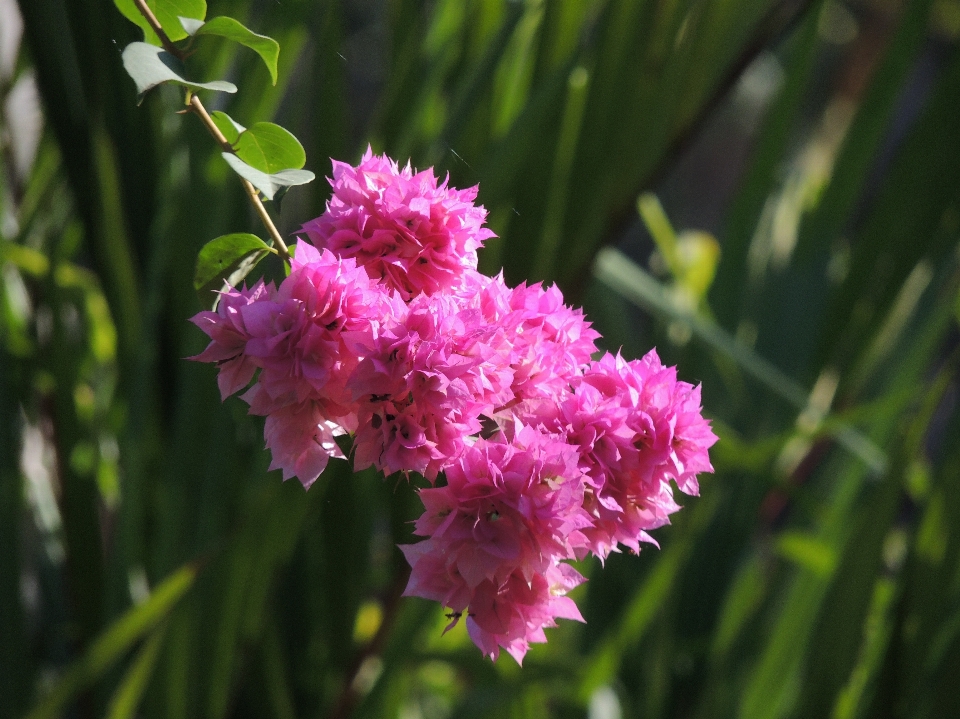 Nature grass outdoor blossom