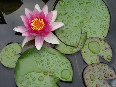 Foto Acqua pianta foglia fiore