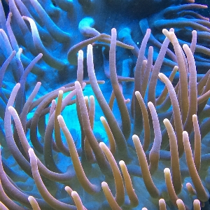 海 水 自然 海洋 写真