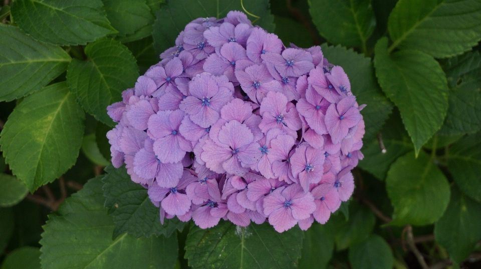 Nature plant flower purple