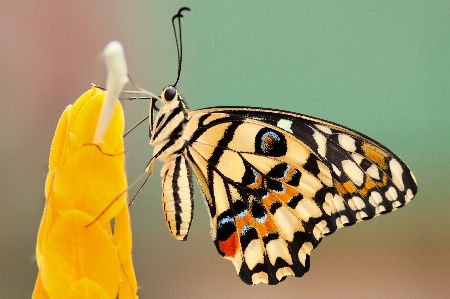 羽 花 動物 虫 写真