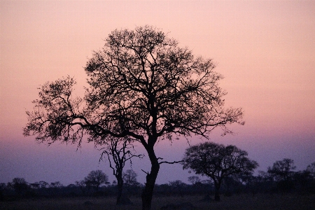 Tree nature wilderness branch Photo