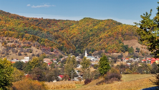 Landscape tree nature forest Photo