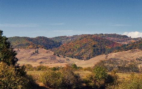 Landscape tree nature forest Photo