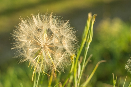 Nature grass plant field Photo