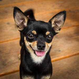 Foto Manis anak anjing satwa