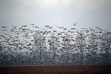 Branch bird wing sky Photo