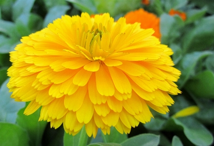 植物 花 花弁 春 写真