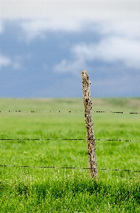 Landscape tree nature grass Photo