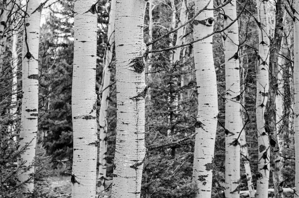 Paysage arbre nature forêt