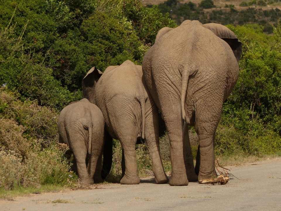 Natureza aventura animal animais selvagens