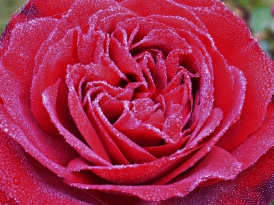 花 露 植物 花弁 写真