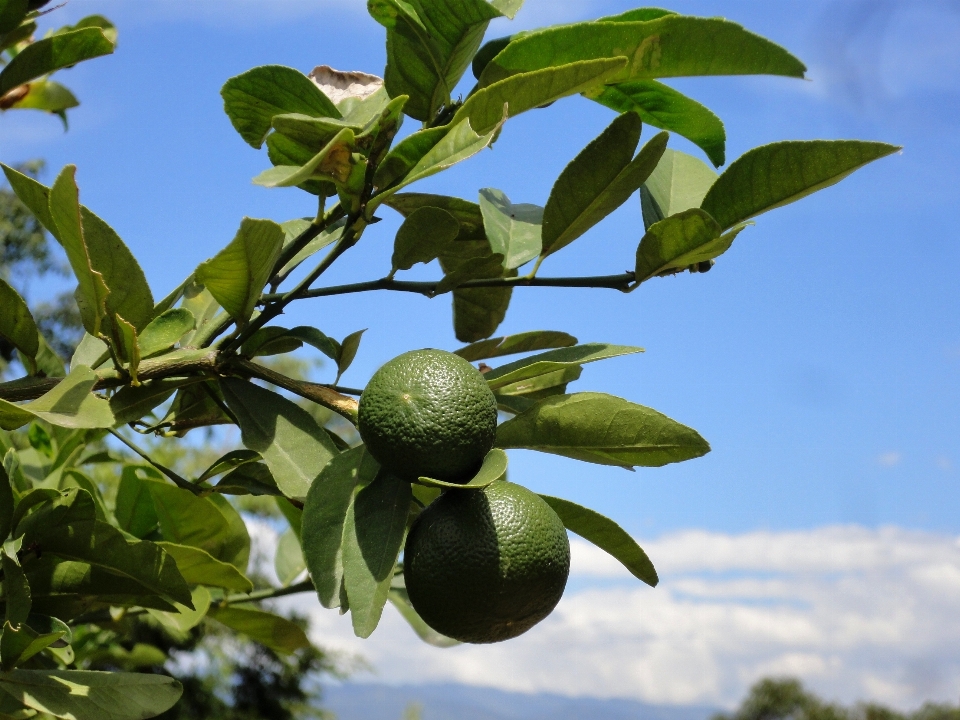 árbol rama planta cielo