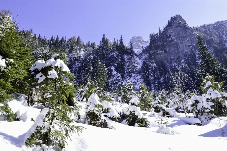 Landscape tree nature forest Photo