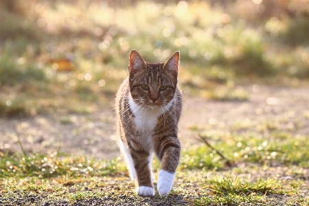 Foto Grama névoa prado
 animais selvagens