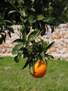 Tree branch plant fruit Photo