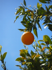 Tree nature branch plant Photo