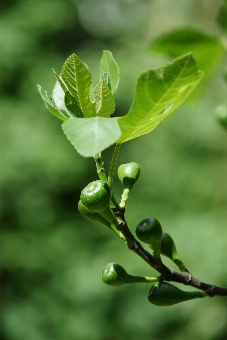 Albero natura ramo fiore