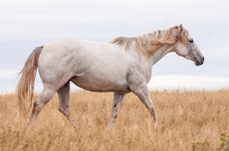 White prairie animal portrait Photo