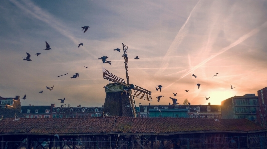 Bird cloud sky sunrise Photo