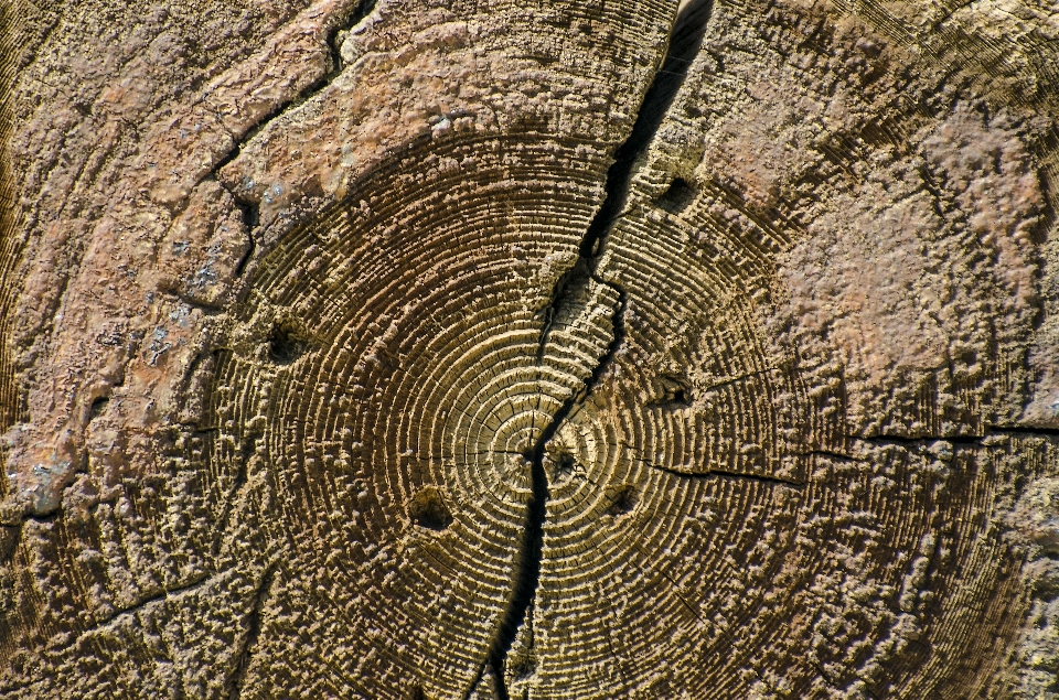 Baum rock holz getreide