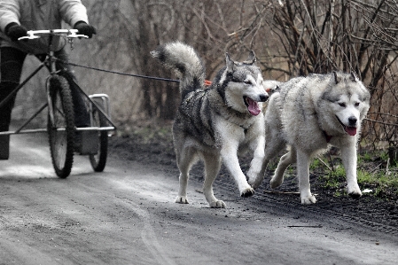 Zdjęcie Pies pojazd ssak ochrypły