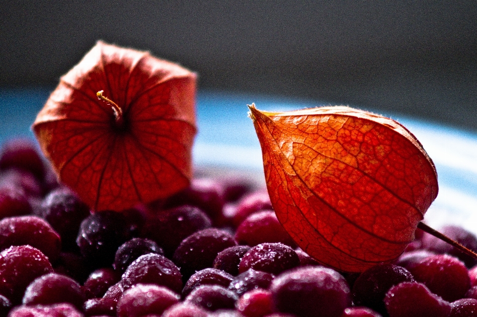 Inverno plantar fotografia fruta